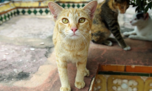 Kitku z Bangkoku