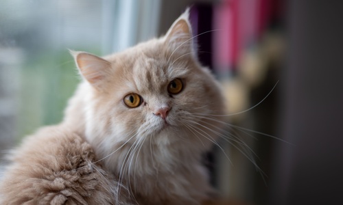 Pierre