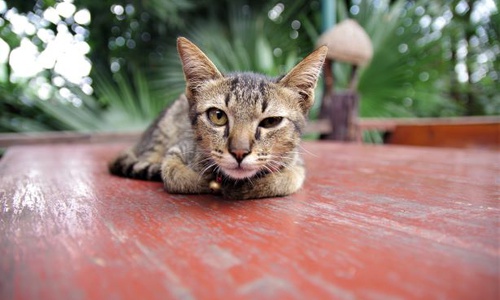 Kotek w Bangkoku
