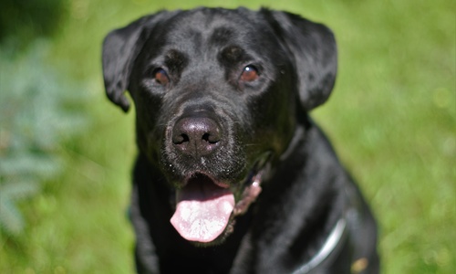 Blacky