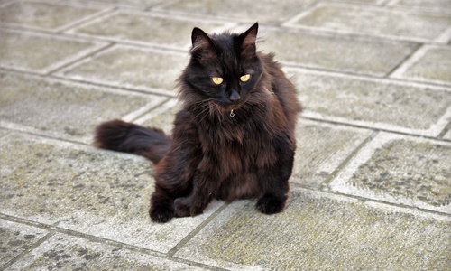 Kitku